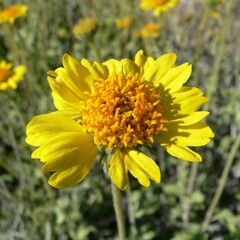 Encelia virginensis