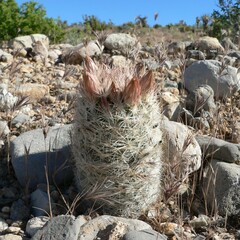 Escobaria chlorantha