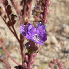 Phacelia crenulata