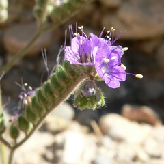 Phacelia crenulata