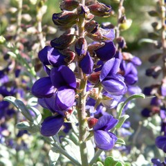 Psorothamnus fremontii