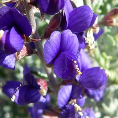 Psorothamnus fremontii