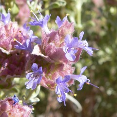 Salvia dorrii