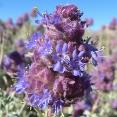 Salvia dorrii