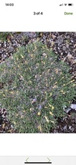 Dryas ajanensis
