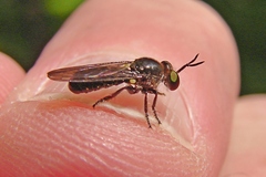 Cerotainia