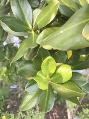 Myrsine cubana