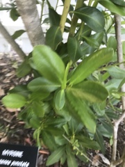Myrsine cubana