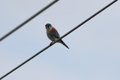 Falco sparverius paulus