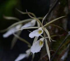 Brassavola tuberculata