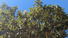 Eriobotrya japonica