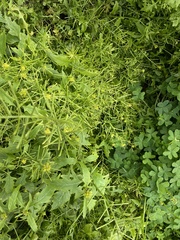 Sisymbrium erysimoides