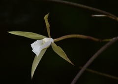 Brassavola tuberculata