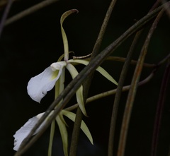 Brassavola tuberculata