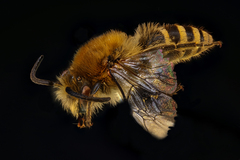 Colletes succinctus