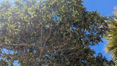 Eriobotrya japonica