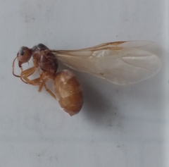 Lasius brevicornis