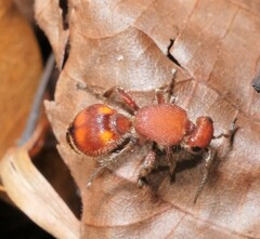 Dasymutilla quadriguttata