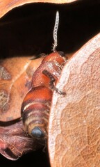 Dasymutilla quadriguttata