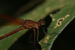Calopterygidae