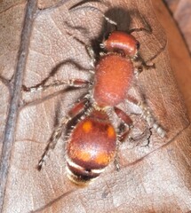 Dasymutilla quadriguttata