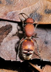 Dasymutilla quadriguttata