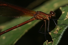 Calopterygidae