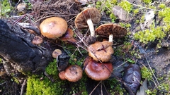 Pholiota highlandensis