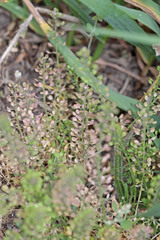 Lepidium ramosissimum