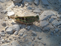 Oedaleus decorus