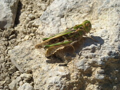 Oedaleus decorus