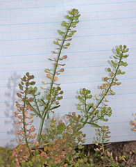 Lepidium ramosissimum