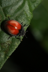 Epilachna discolor