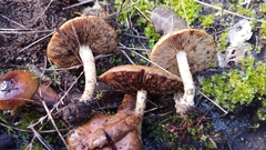 Pholiota highlandensis