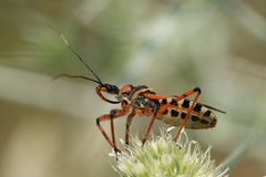 Rhynocoris punctiventris