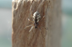 Microlinyphia pusilla