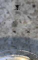 Synemosyna formica