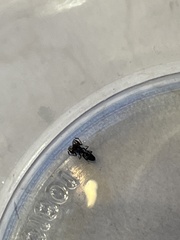 Synemosyna formica