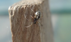 Microlinyphia pusilla