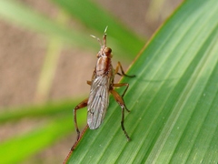 Sepedon spinipes