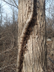 Toxicodendron radicans