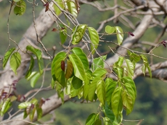 Holoptelea integrifolia