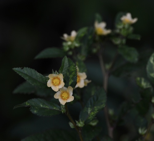 Sida planicaulis