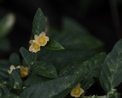 Sida planicaulis