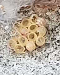 Acronyctodes mexicanaria