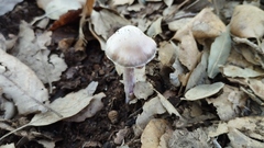 Cortinarius cagei