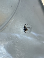Synemosyna formica