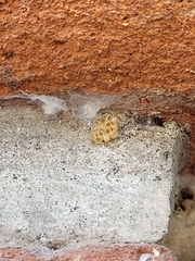 Acronyctodes mexicanaria