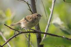 Phylloscopus collybita