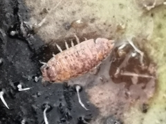 Porcellio scaber
